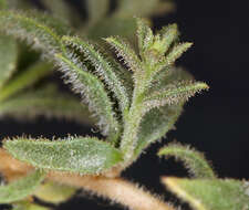 Слика од <i>Brickellia <i>microphylla</i></i> var. microphylla