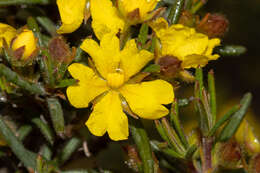 Image of Hibbertia fasciculiflora K. R. Thiele