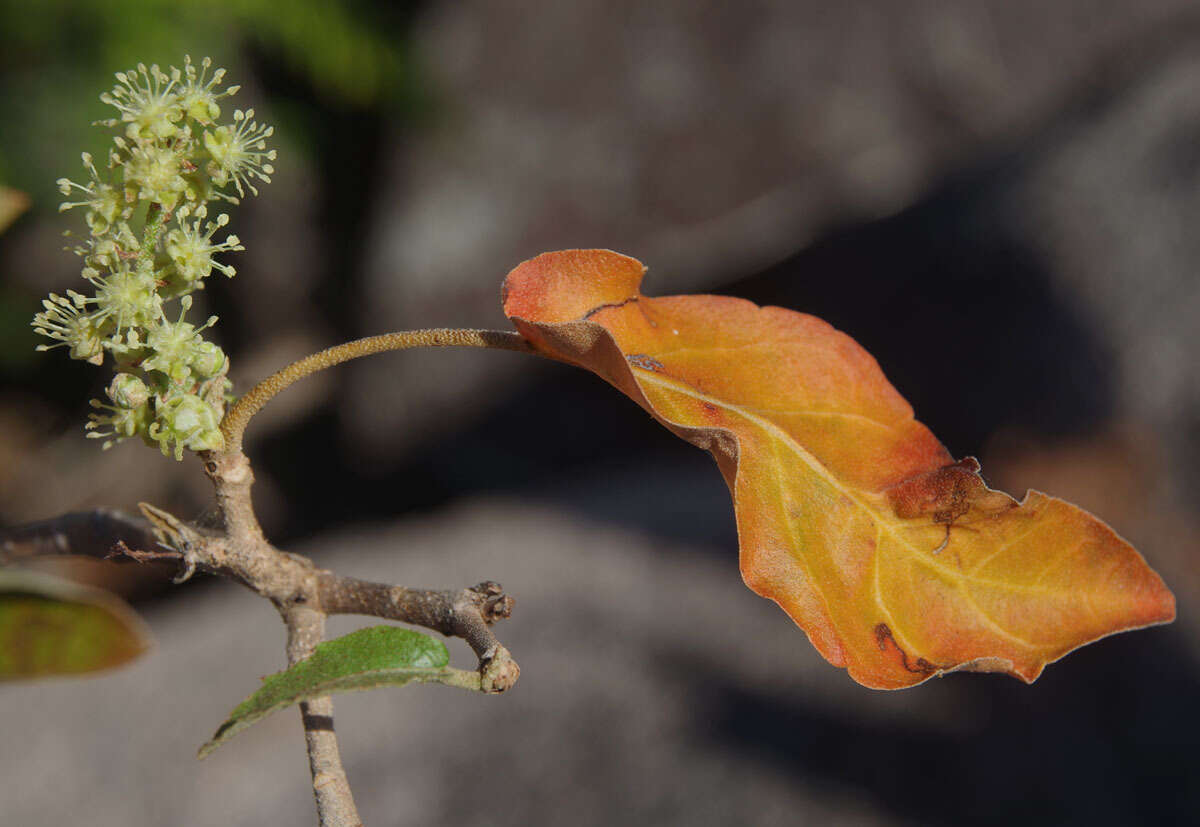 Image of Croton magneticus Airy Shaw