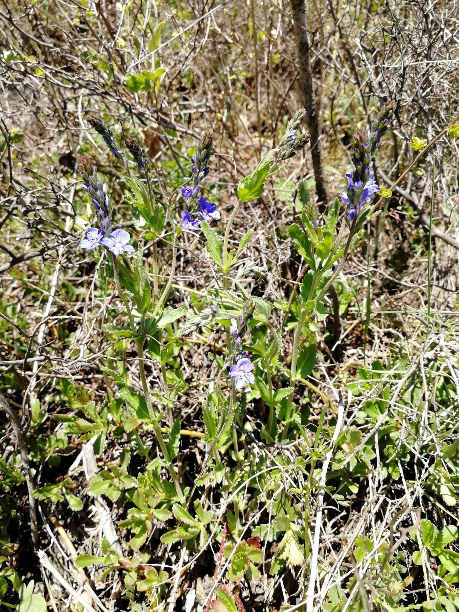 Image of Veronica krylovii Schischk.