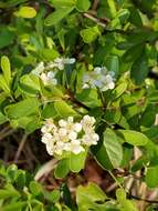 Image de Pyracantha koidzumii (Hayata) Rehd.