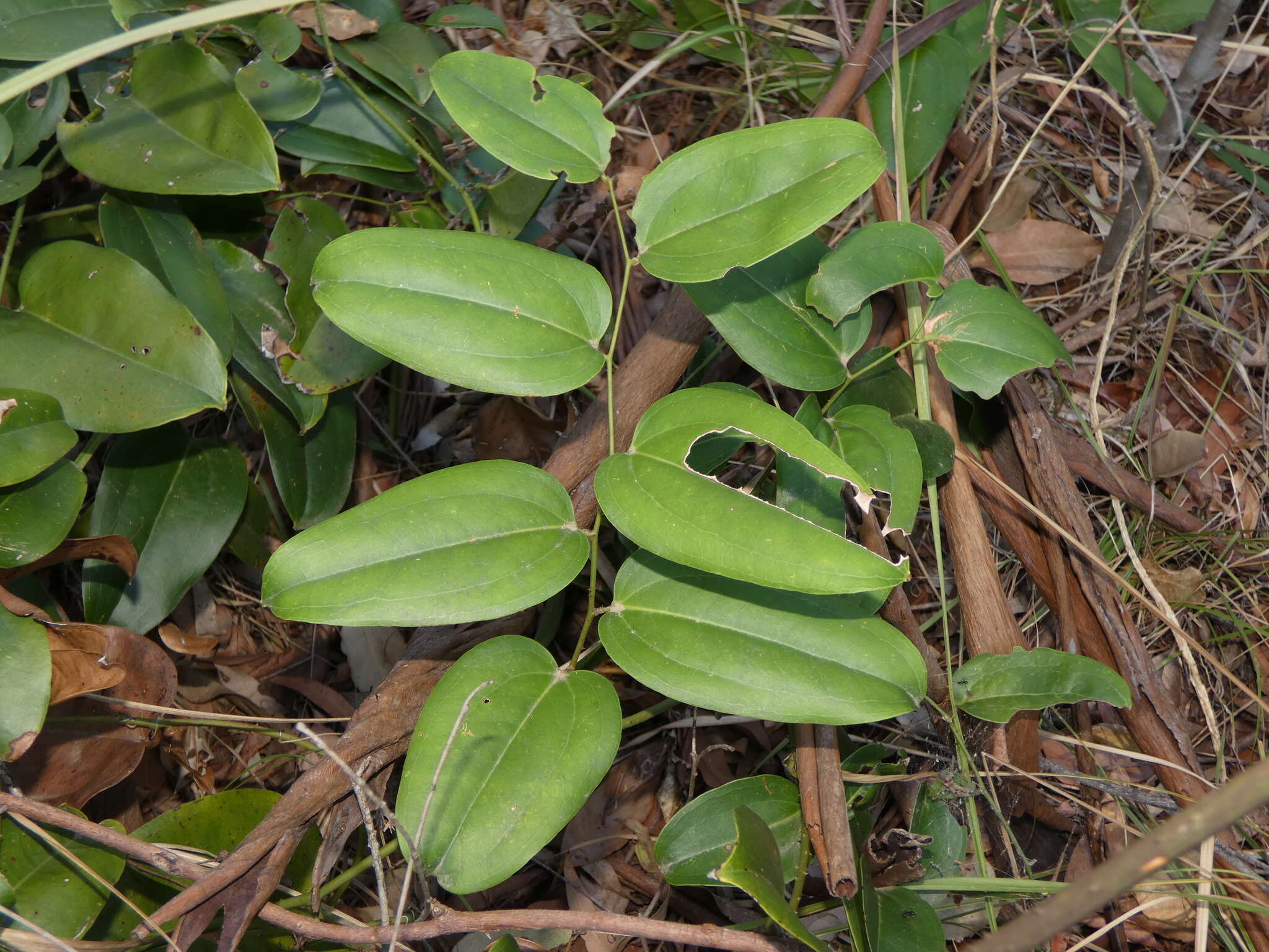 Image of Smilax australis R. Br.