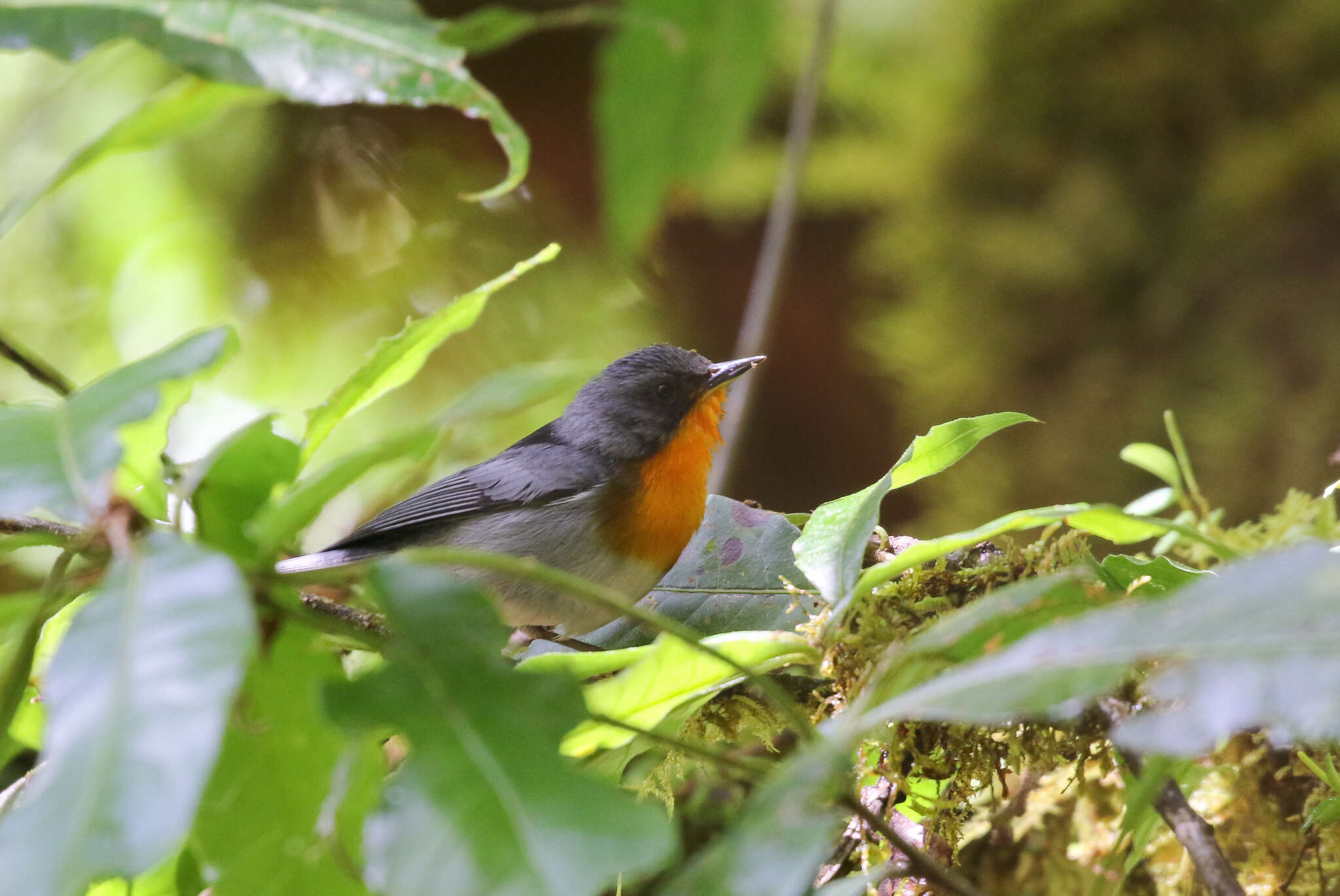 Oreothlypis gutturalis (Cabanis 1861) resmi