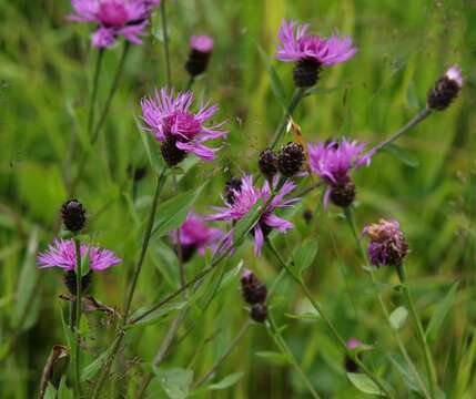 Image of alpine knapweed