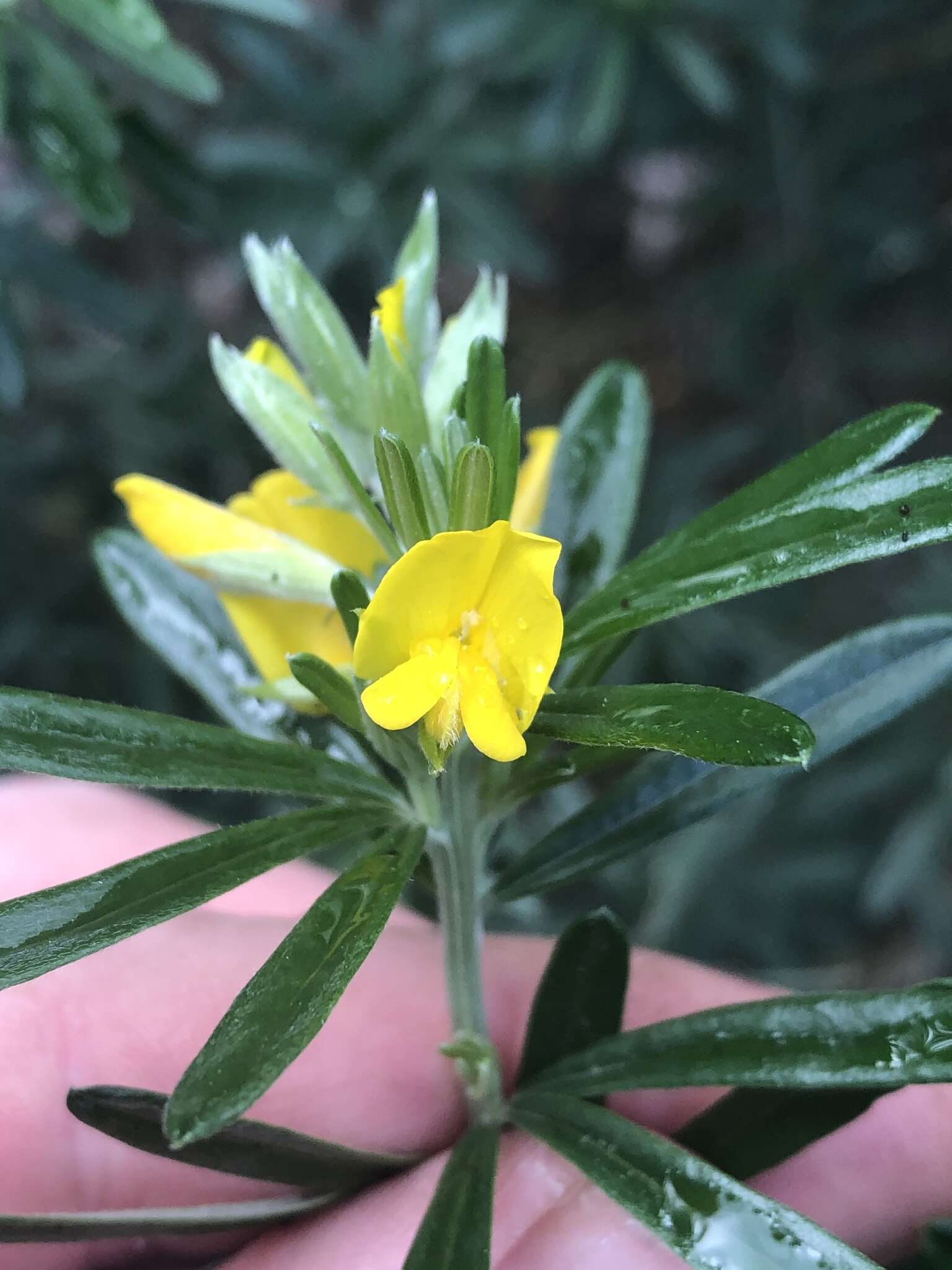 Imagem de Genista linifolia L.