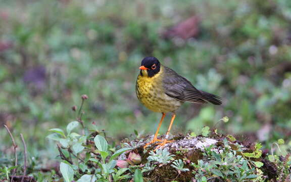 Image of Gould's Nightingale-Thrush