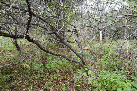 Image of Manchurian crab apple