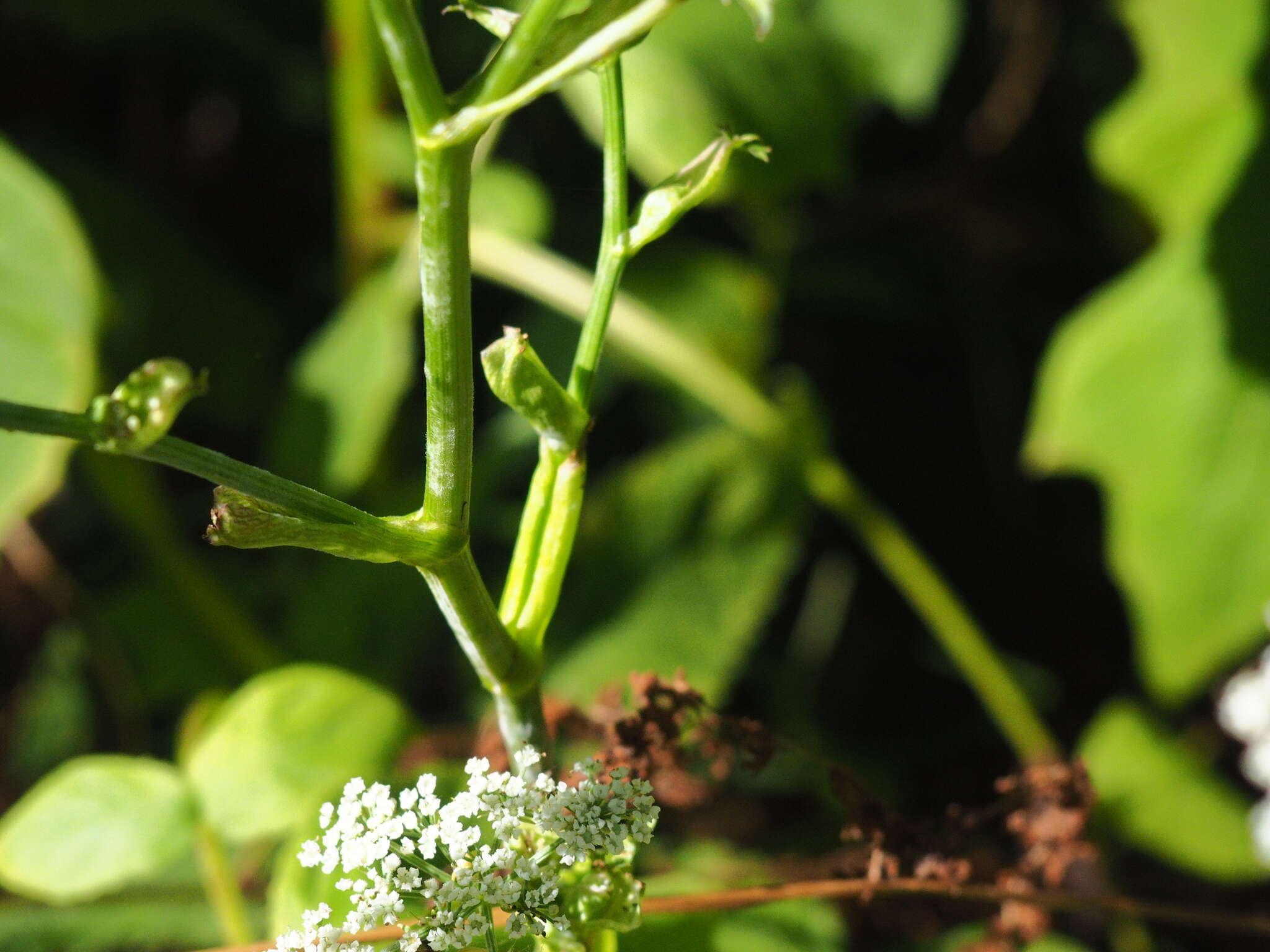 Image de Ostericum sieboldii (Miq.) Nakai