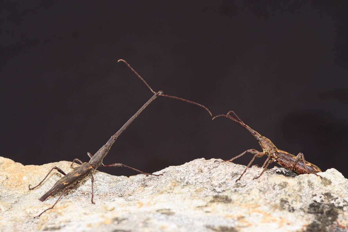 Image of Giraffe weevil