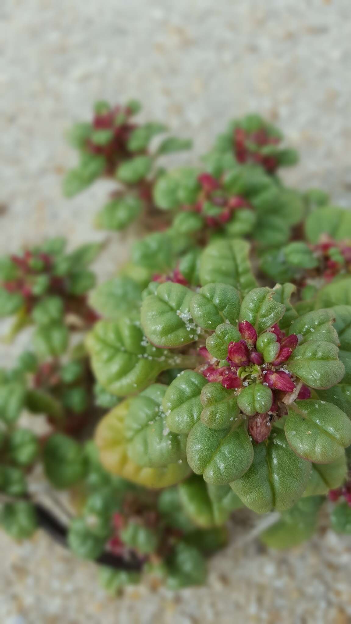 Image of seaside amaranth