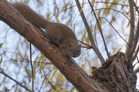 Imagem de Callosciurus erythraeus (Pallas 1779)