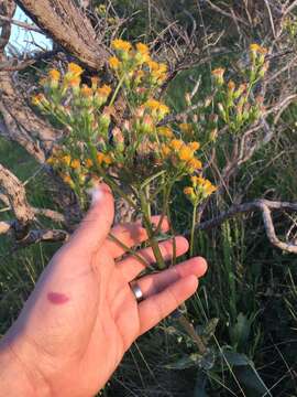 Image of rayless ragwort