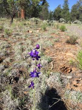 Image of twolobe larkspur