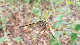 Hemistigma affine (Rambur 1842) resmi