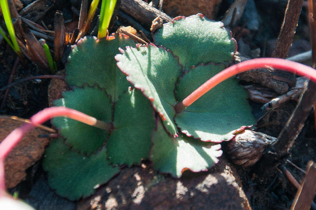 Image of <i>Crassula <i>capensis</i></i> var. capensis