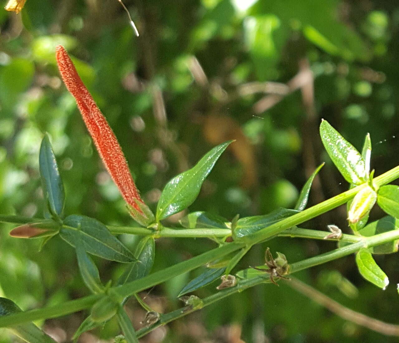 Anisacanthus quadrifidus (Vahl) Standl. resmi