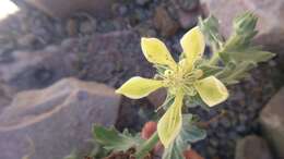 Image of Presliophytum incanum (Graham) Weigend