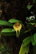 Image of Masdevallia pachyantha Rchb. fil.