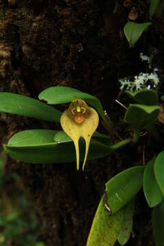 Imagem de Masdevallia pachyantha Rchb. fil.