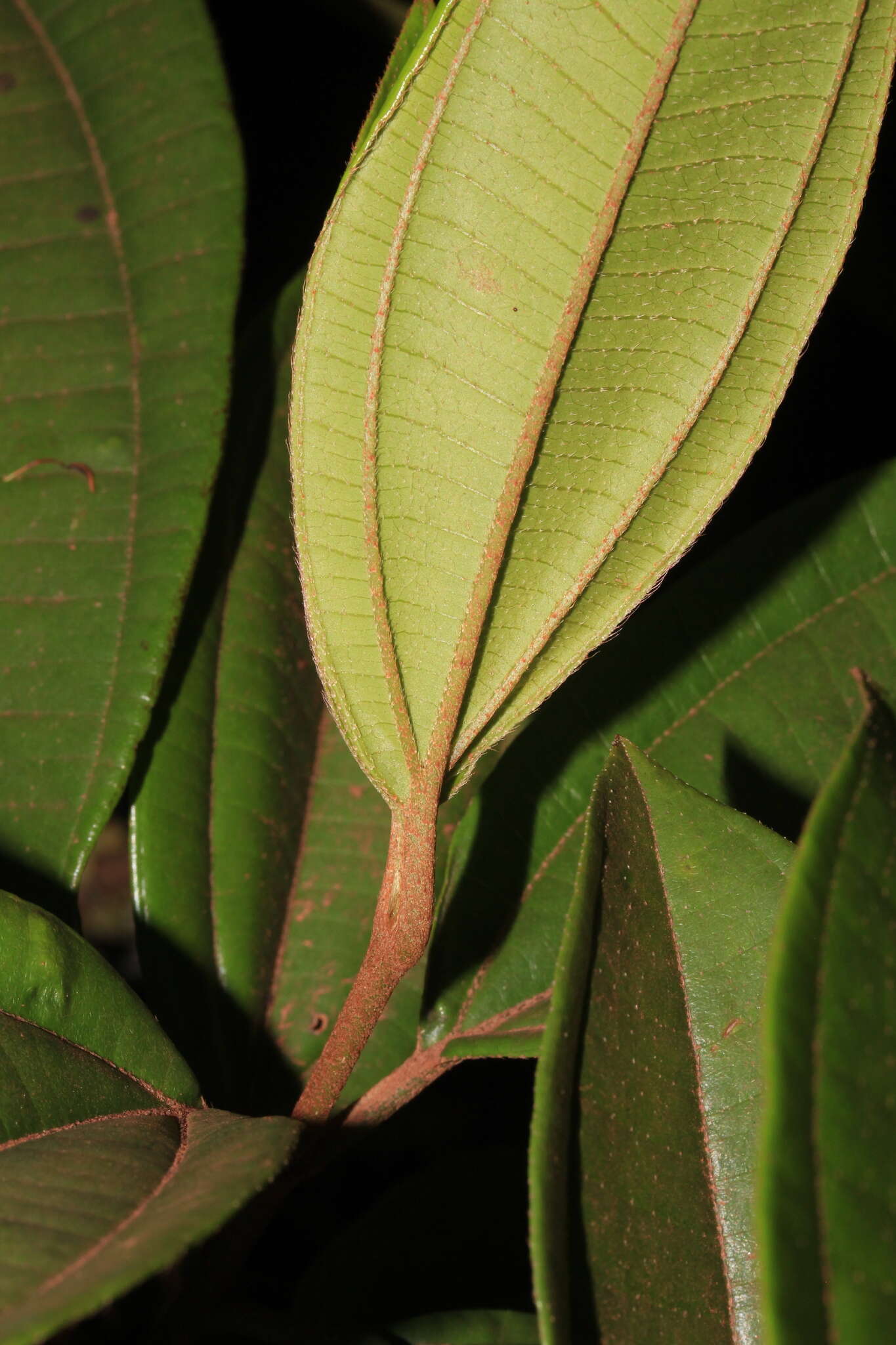 Image of Henriettea patrisiana DC.