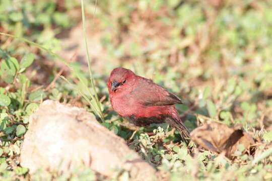 Image of Black-bellied Firefinch