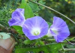 Ipomoea meyeri (Spreng.) G. Don resmi