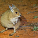 صورة Lagorchestes hirsutus Gould 1844