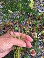 Image of Alaska Blue-Eyed-Grass