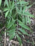 Image of Callicarpa hypoleucophylla T. P. Lin & J. L. Wang