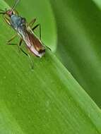 Image of Diopsis erythrocephala Westwood 1837