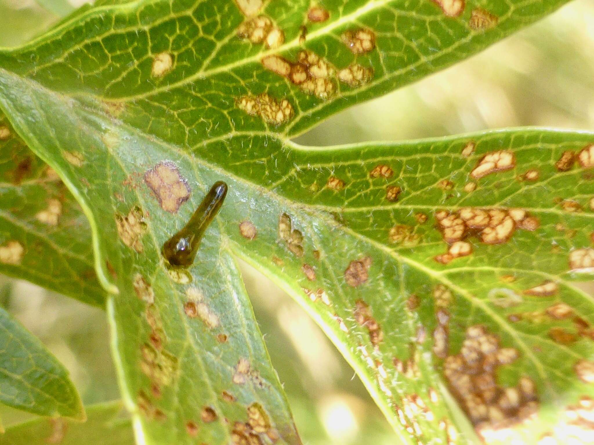 Image of Cherry slug