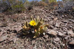 Image of Glottiphyllum regium N. E. Br.