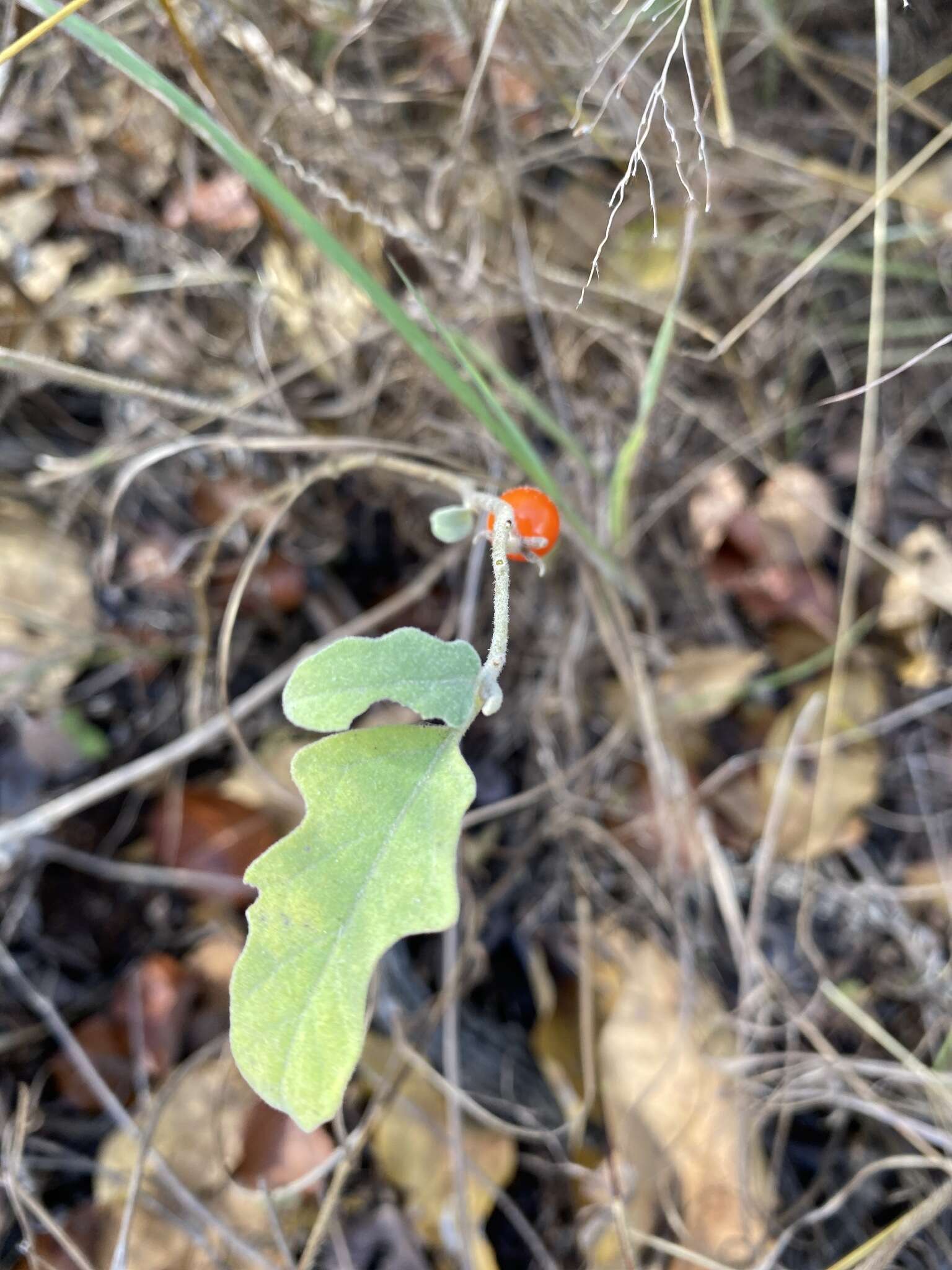 Image of Solanum catombelense Peyr.