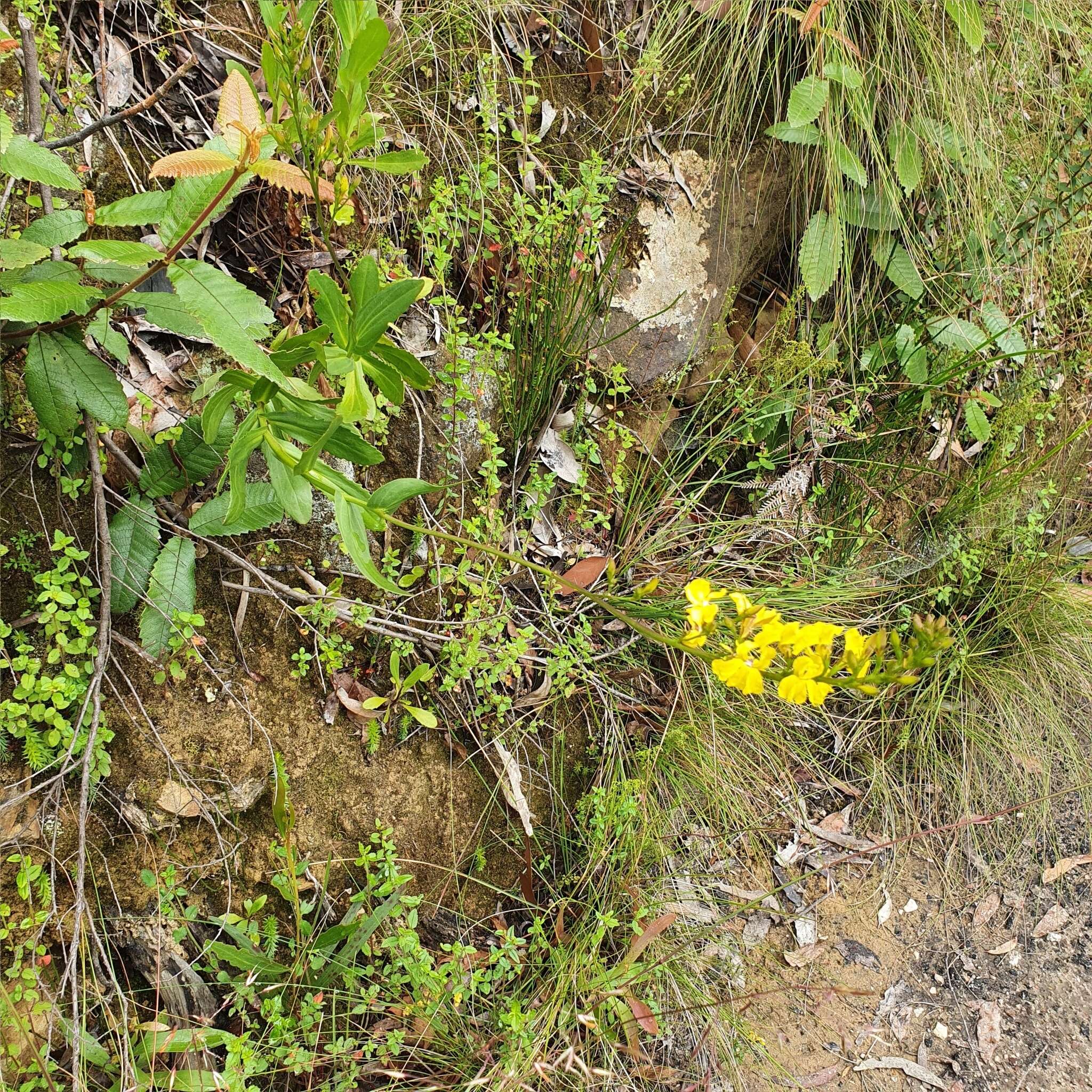 Image of Goodenia decurrens R. Br.