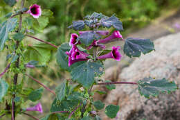 Image of Rogeria adenophylla subsp. rosea Bedigian