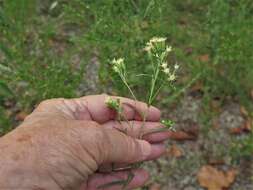 Image of false boneset