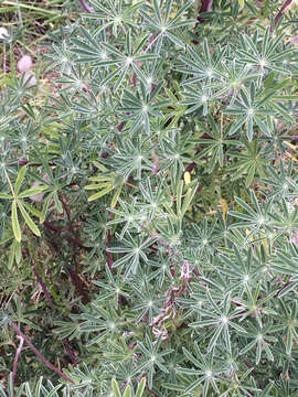 Image of yellow bush lupine