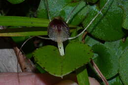 Image of Big red spider orchid