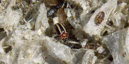 Image of Calligrapha (Bidensomela) californica Linell 1896