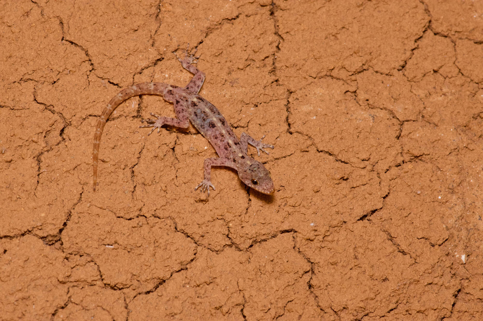 صورة Cnemaspis punctata Manamendra-arachchi, Batuwita & Pethiyagoda 2007