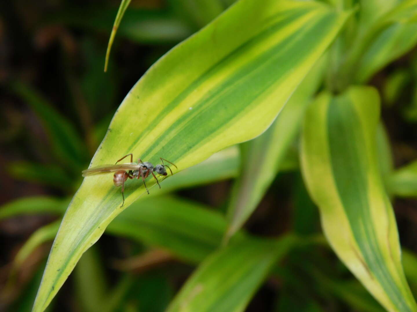 Image of Polyrhachis bicolor Smith 1858