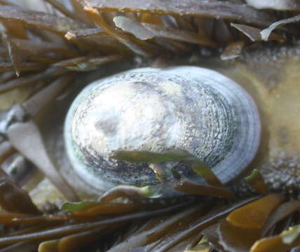 Image of Rocking chair limpet