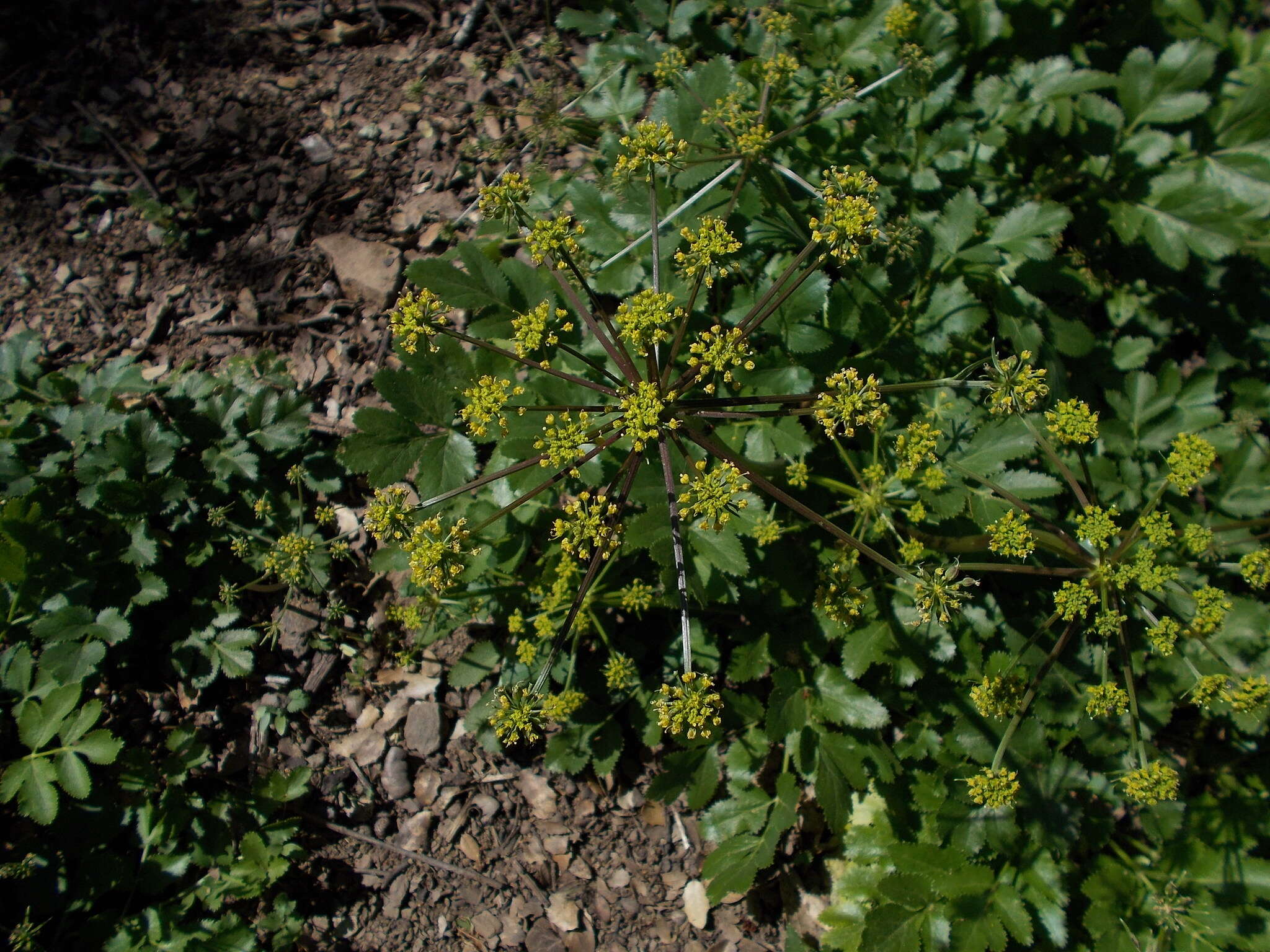 Слика од Tauschia hartwegii (A. Gray) J. F. Macbr.