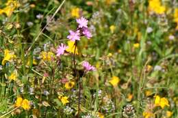 Image of prairie woodland-star