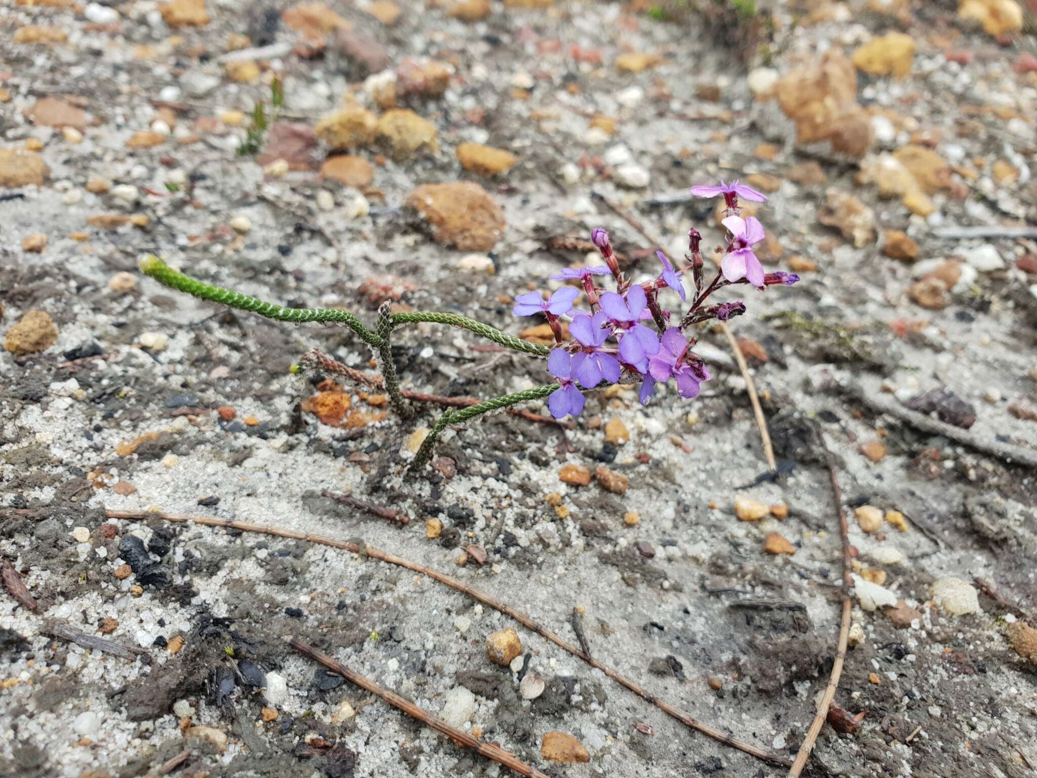 Image of Stylidium preissii (Sond.) F. Müll.