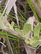 Image de Helichrysum spiralepis Hilliard & Burtt