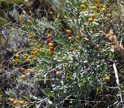 Image de Nitraria schoberi L.