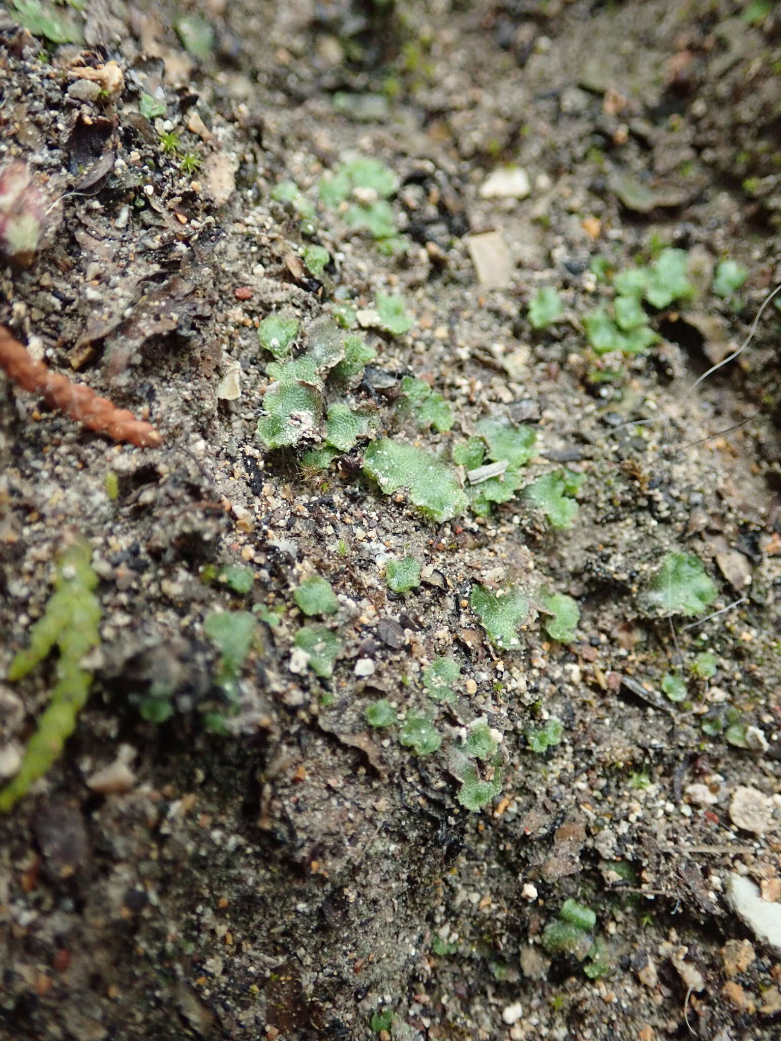 Image of Clevea hyalina (Sommerf.) Lindb.