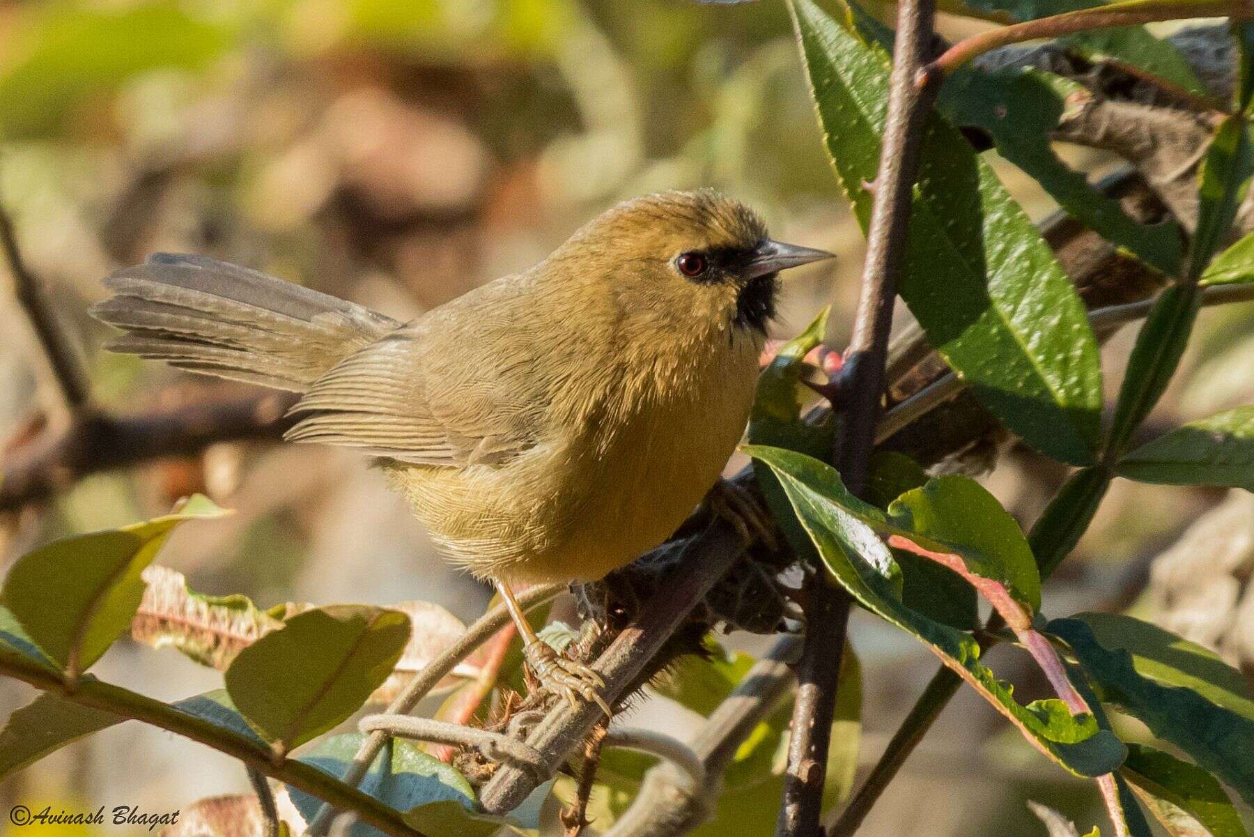 Image of Black-chinned Babbler