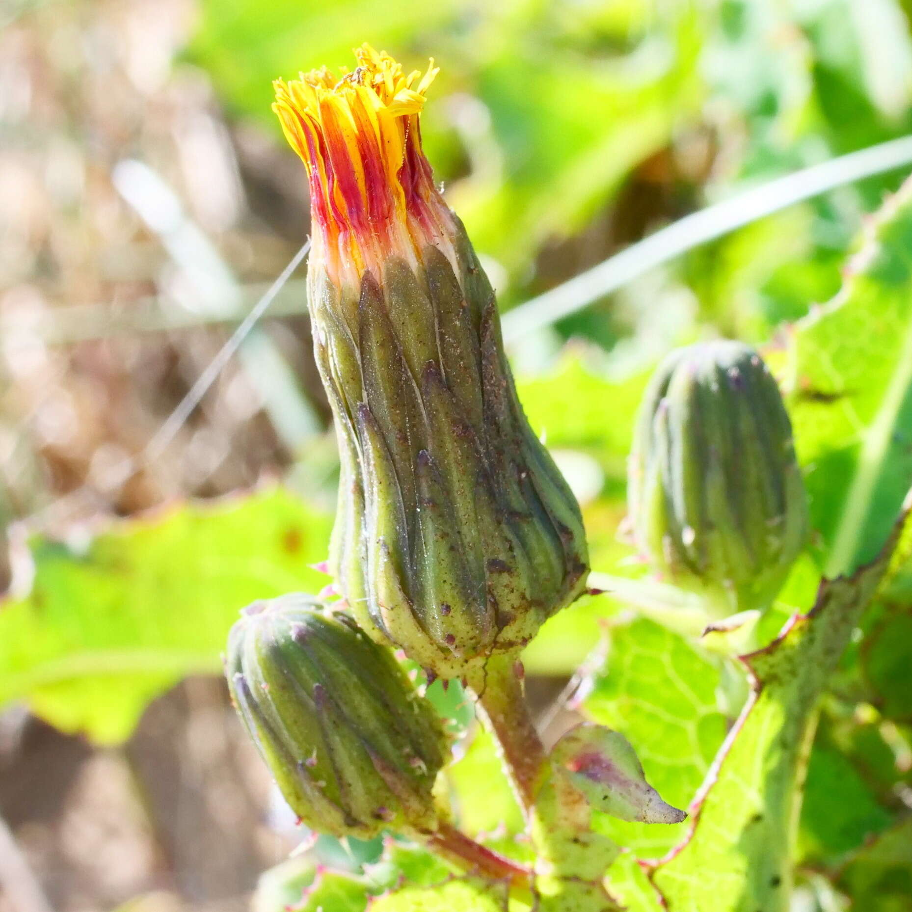 Image of Sonchus megalocarpus (Hook. fil.) J. Black